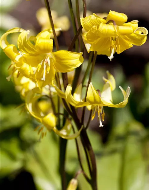 Erythronium tuolumnense 'Pagode'