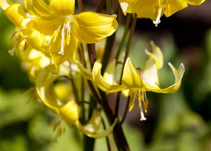 Erythronium tuolumnense 'Pagode'