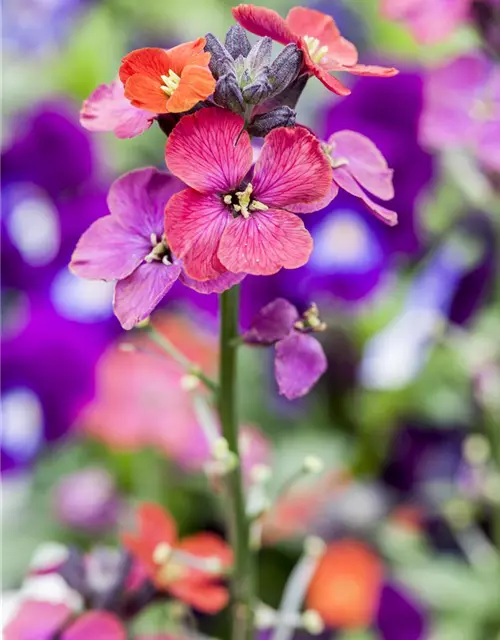 Erysimum cheiri 'Bowles Mauve'