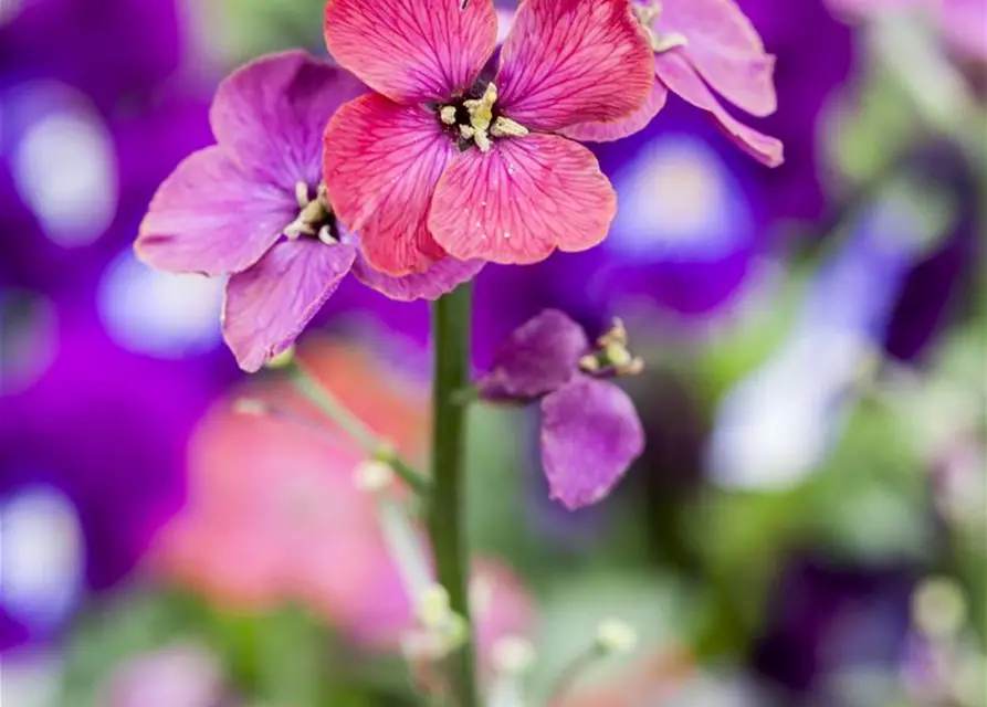 Erysimum cheiri 'Bowles Mauve'