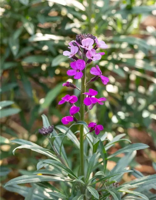 Erysimum cheiri 'Bowles Mauve'