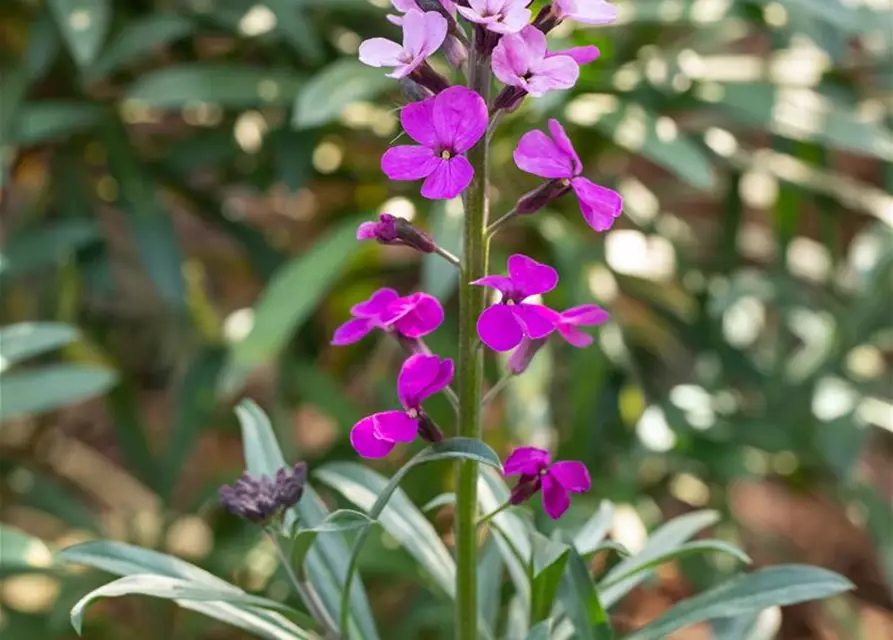 Erysimum cheiri 'Bowles Mauve'