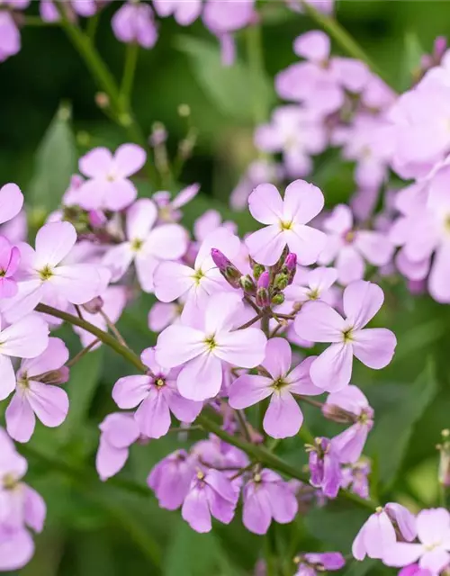 Erysimum cheiri 'Bowles Mauve'