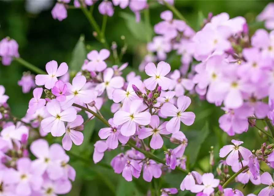 Erysimum cheiri 'Bowles Mauve'