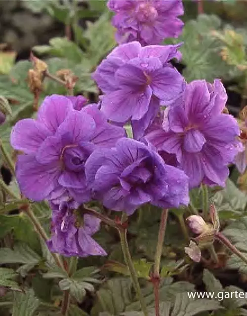 Geranium himalayense 'Plenum' (Birch Double)