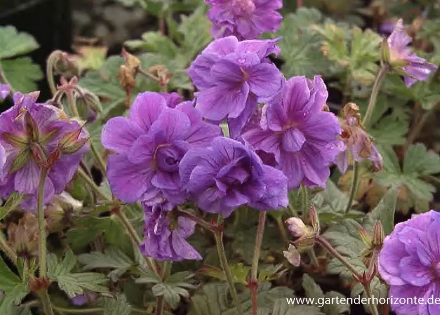 Geranium himalayense 'Plenum' (Birch Double)