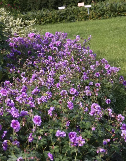 Geranium himalayense 'Plenum' (Birch Double)