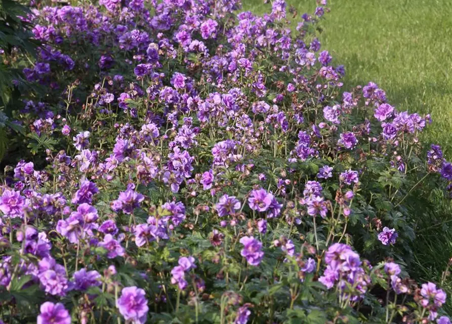 Geranium himalayense 'Plenum' (Birch Double)