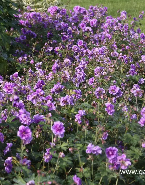 Geranium himalayense 'Plenum' (Birch Double)