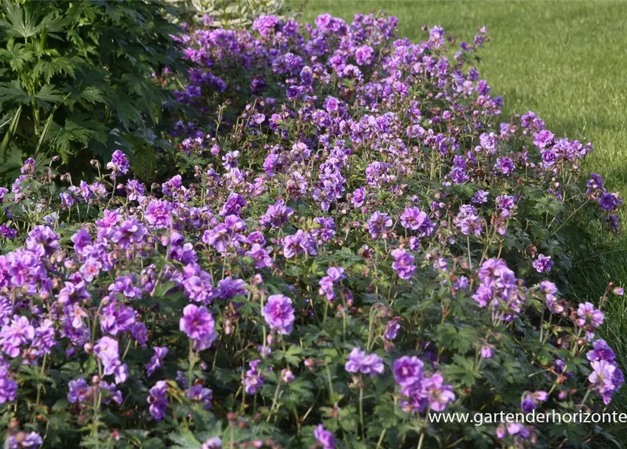 Geranium himalayense 'Plenum' (Birch Double)