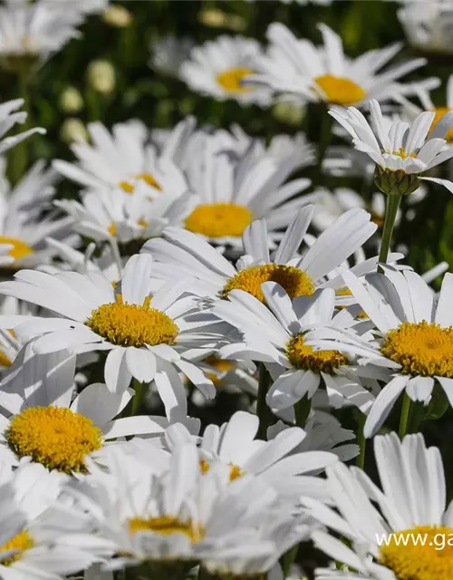 Großblumige Garten-Margerite 'Gruppenstolz'