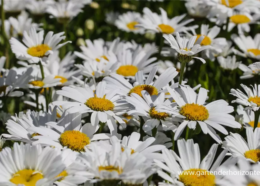 Großblumige Garten-Margerite 'Gruppenstolz'