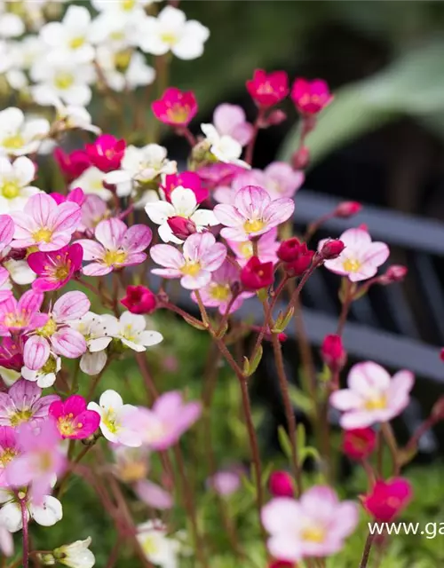 Garten-Moos-Steinbrech 'Blütenteppich'