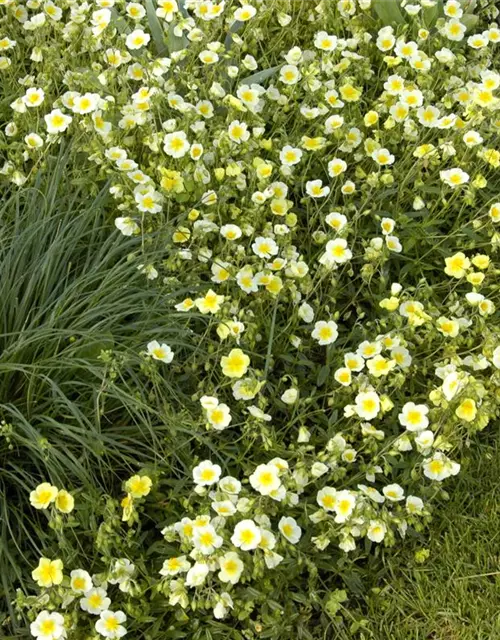 Garten-Sonnenröschen 'Elfenbeinglanz'