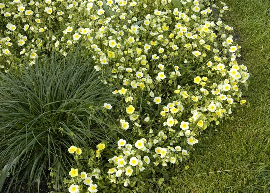 Garten-Sonnenröschen 'Elfenbeinglanz'