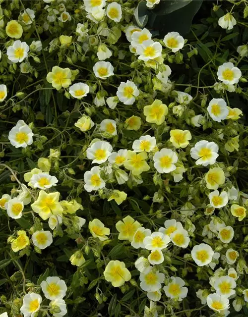 Garten-Sonnenröschen 'Elfenbeinglanz'