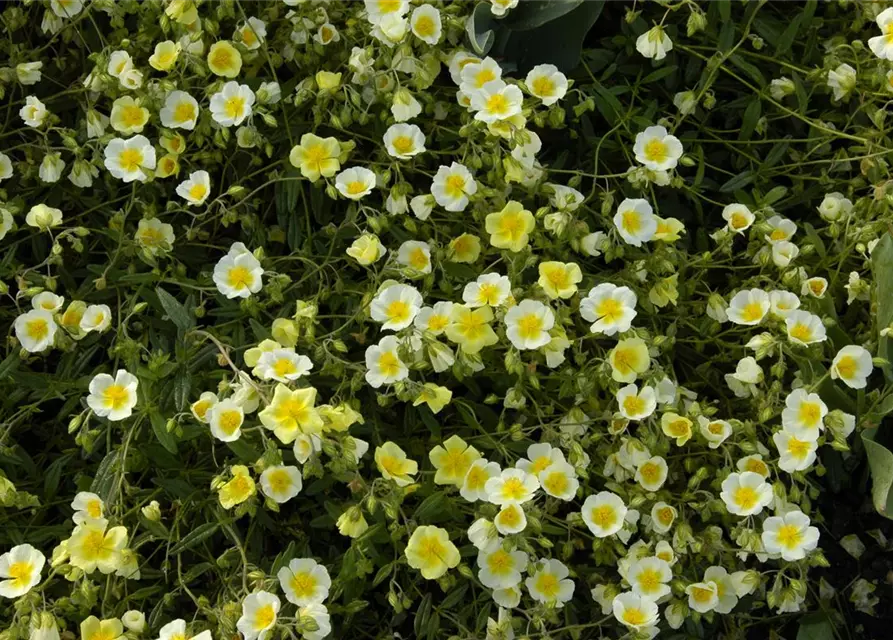 Garten-Sonnenröschen 'Elfenbeinglanz'