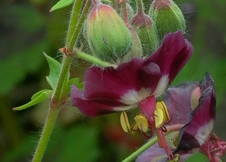 Geranium phaeum 'Samobor'