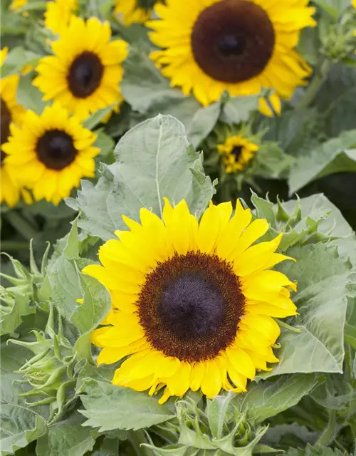 Helianthus annuus