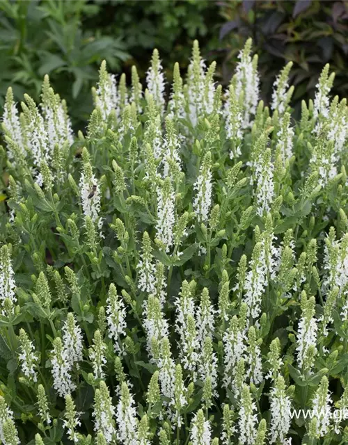 Garten-Blüten-Salbei 'Schneehügel'