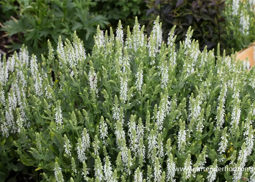 Garten-Blüten-Salbei 'Schneehügel'