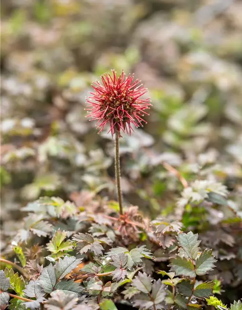 Garten-Stachelnüsschen 'Kupferteppich'