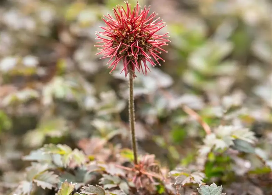 Garten-Stachelnüsschen 'Kupferteppich'