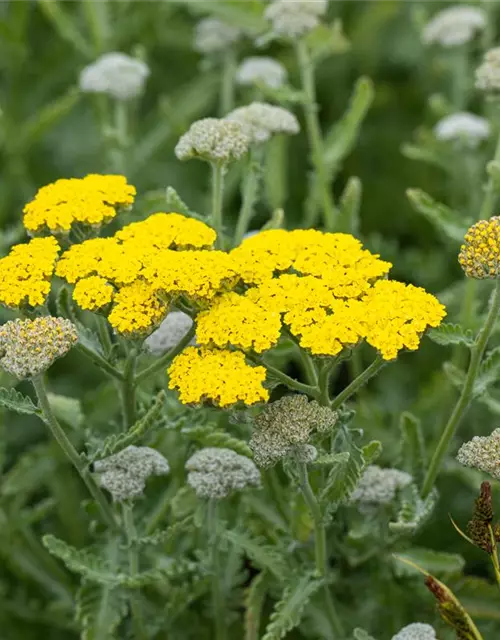 Garten-Goldquirl-Garbe 'Moonshine'