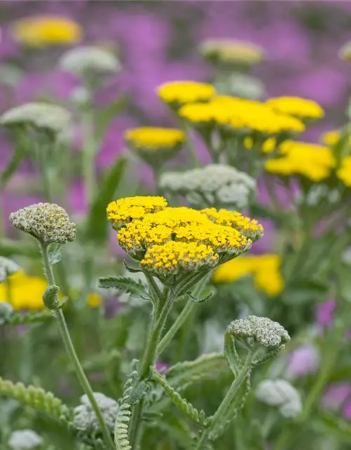 Garten-Goldquirl-Garbe 'Moonshine'