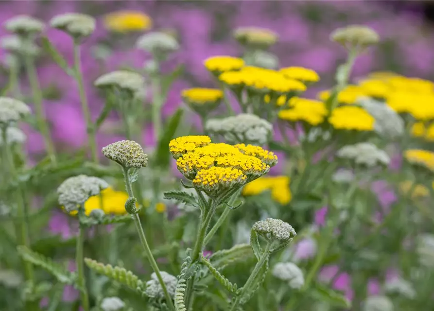 Garten-Goldquirl-Garbe 'Moonshine'