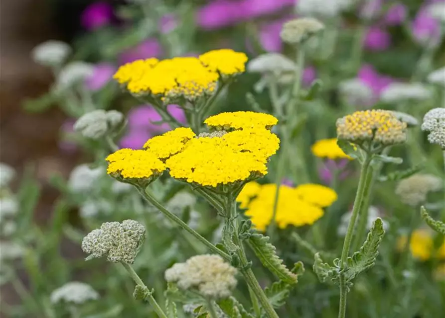 Garten-Goldquirl-Garbe 'Moonshine'