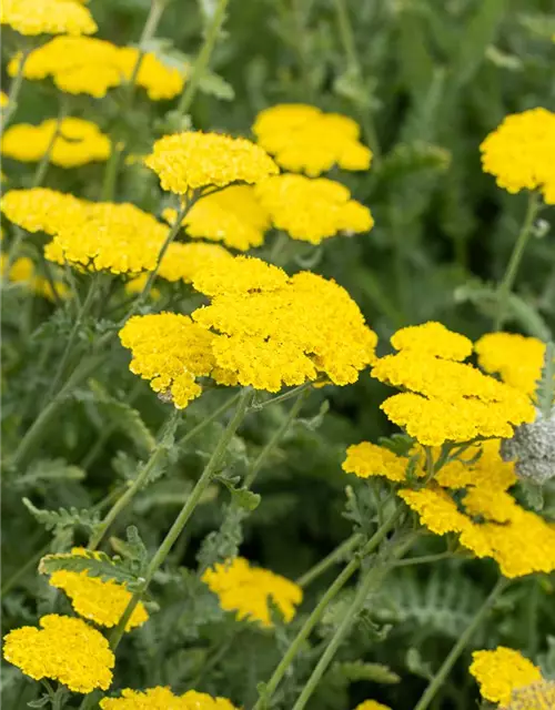 Garten-Goldquirl-Garbe 'Moonshine'