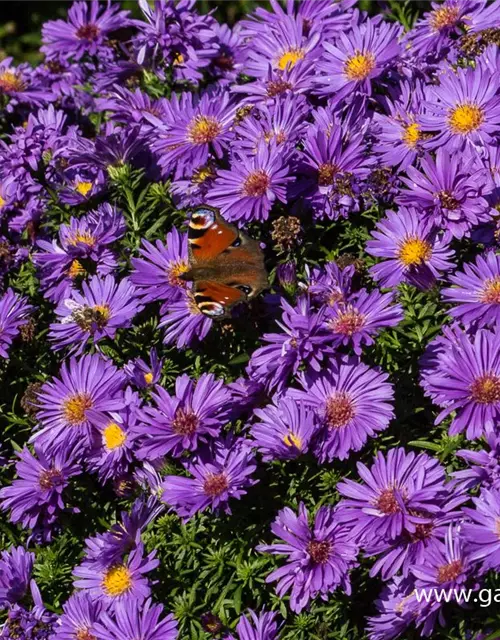 Garten-Kissen-Aster 'Augenweide'