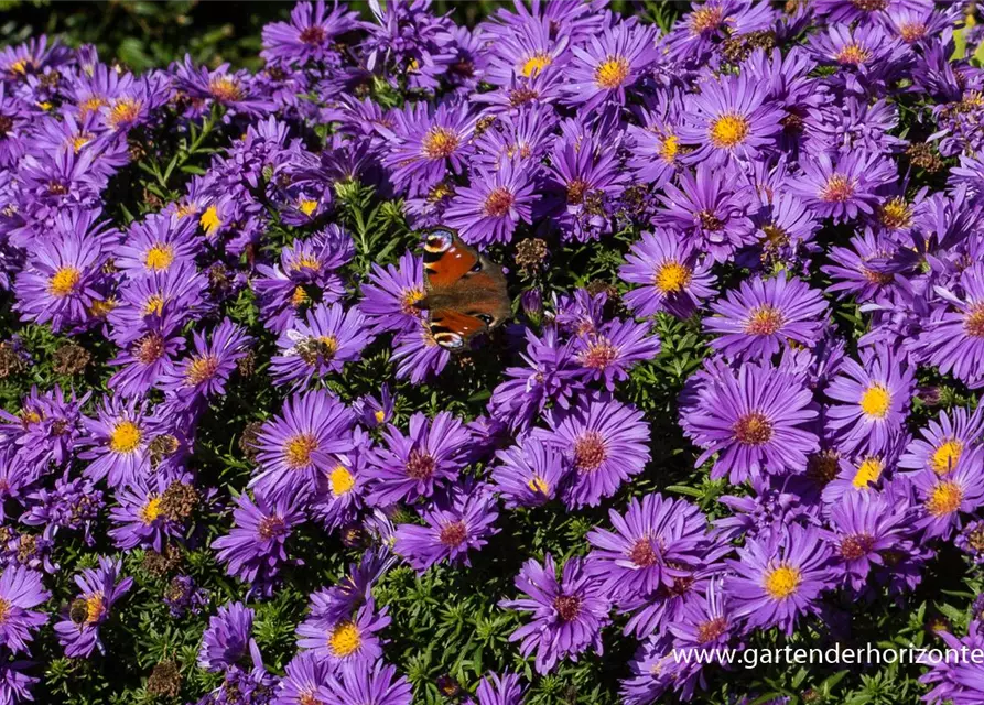 Garten-Kissen-Aster 'Augenweide'