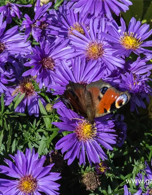 Garten-Kissen-Aster 'Augenweide'