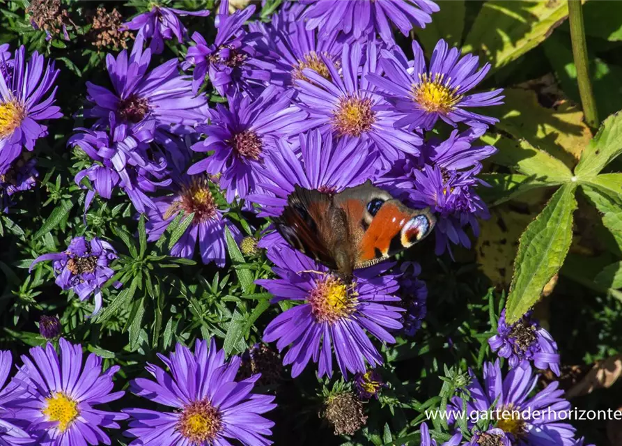 Garten-Kissen-Aster 'Augenweide'