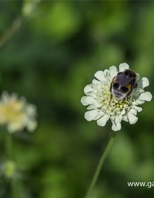 Gelbe Skabiose