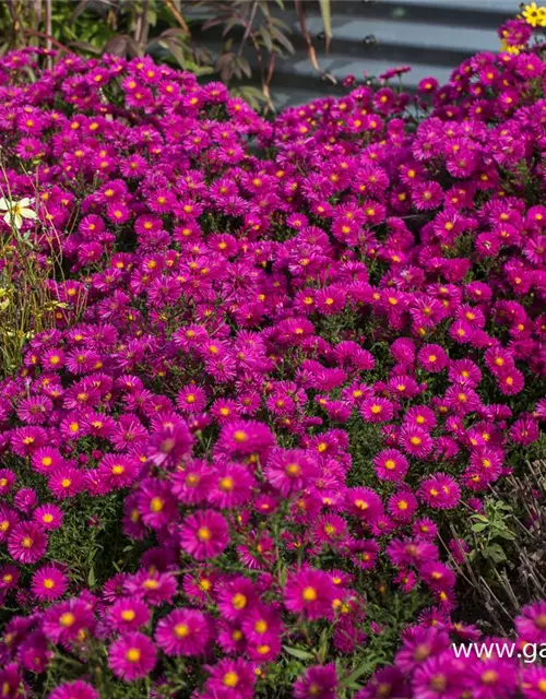 Garten-Kissen-Aster 'Starlight'