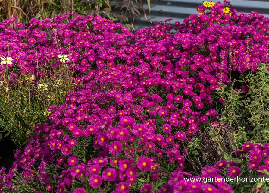 Garten-Kissen-Aster 'Starlight'