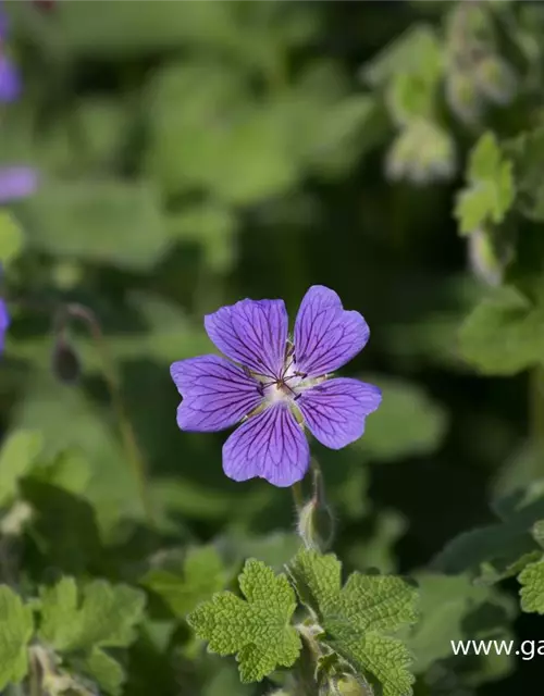 Garten-Storchschnabel 'Terre Franche'