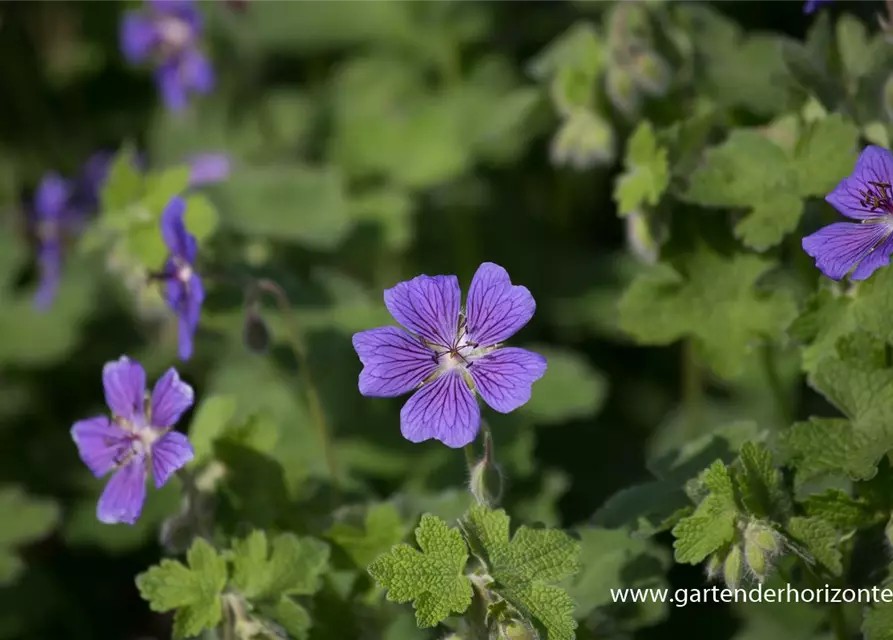 Garten-Storchschnabel 'Terre Franche'