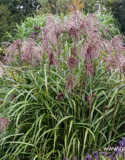 Garten-Chinaschilf 'Zwergelefant'