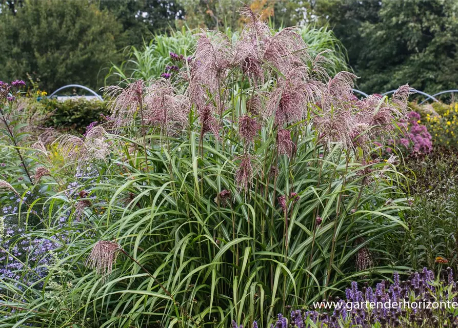 Garten-Chinaschilf 'Zwergelefant'