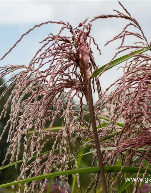 Garten-Chinaschilf 'Zwergelefant'