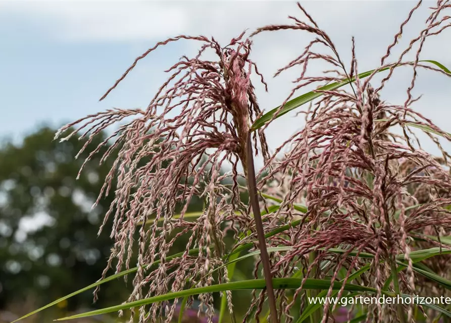 Garten-Chinaschilf 'Zwergelefant'