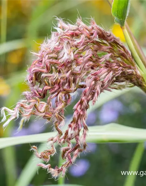 Garten-Chinaschilf 'Zwergelefant'