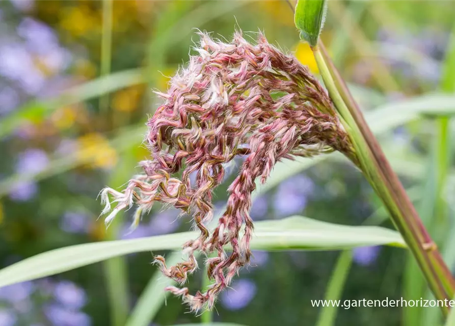 Garten-Chinaschilf 'Zwergelefant'