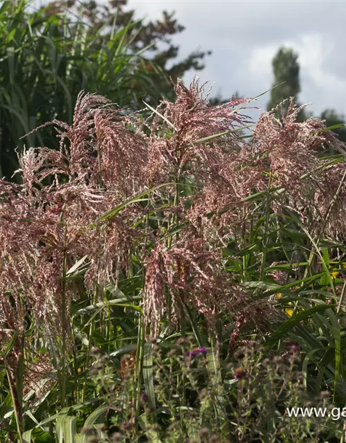 Garten-Chinaschilf 'Zwergelefant'