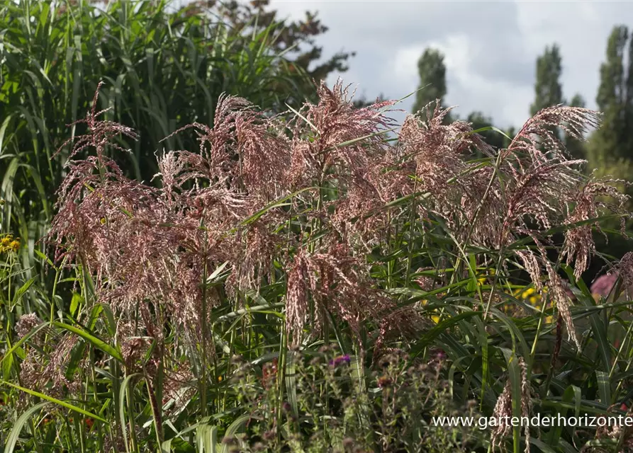 Garten-Chinaschilf 'Zwergelefant'