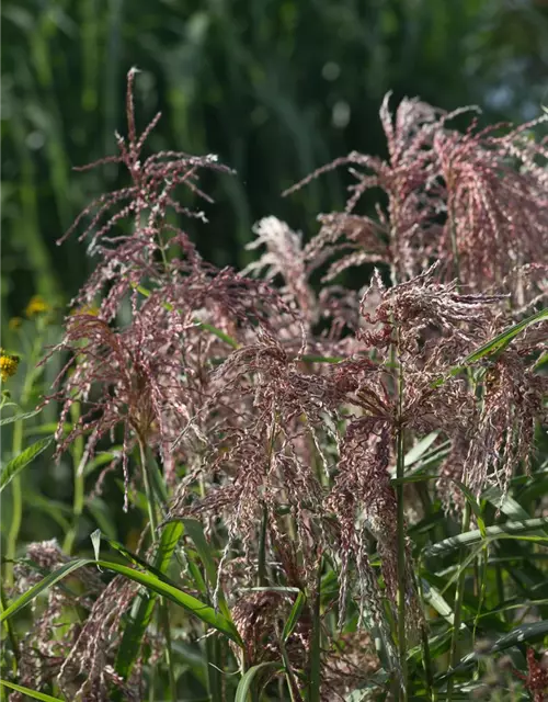 Garten-Chinaschilf 'Zwergelefant'